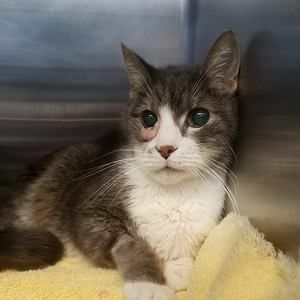 Meet your Posher, Eliza